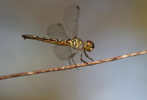 Aethriamanta gracilis